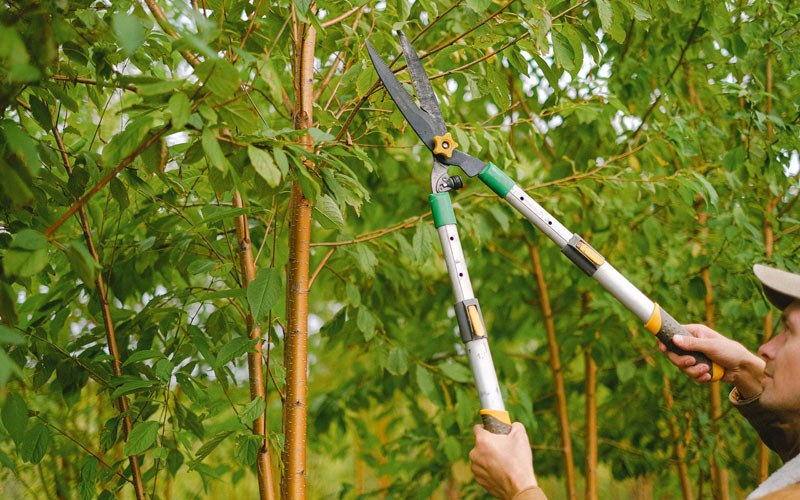Tree trimming in Apache Junction, AZ